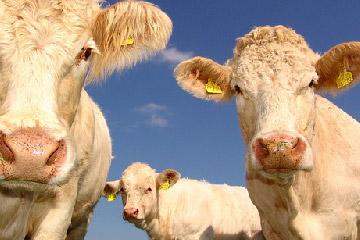 pulpe de betterave alimentation animale